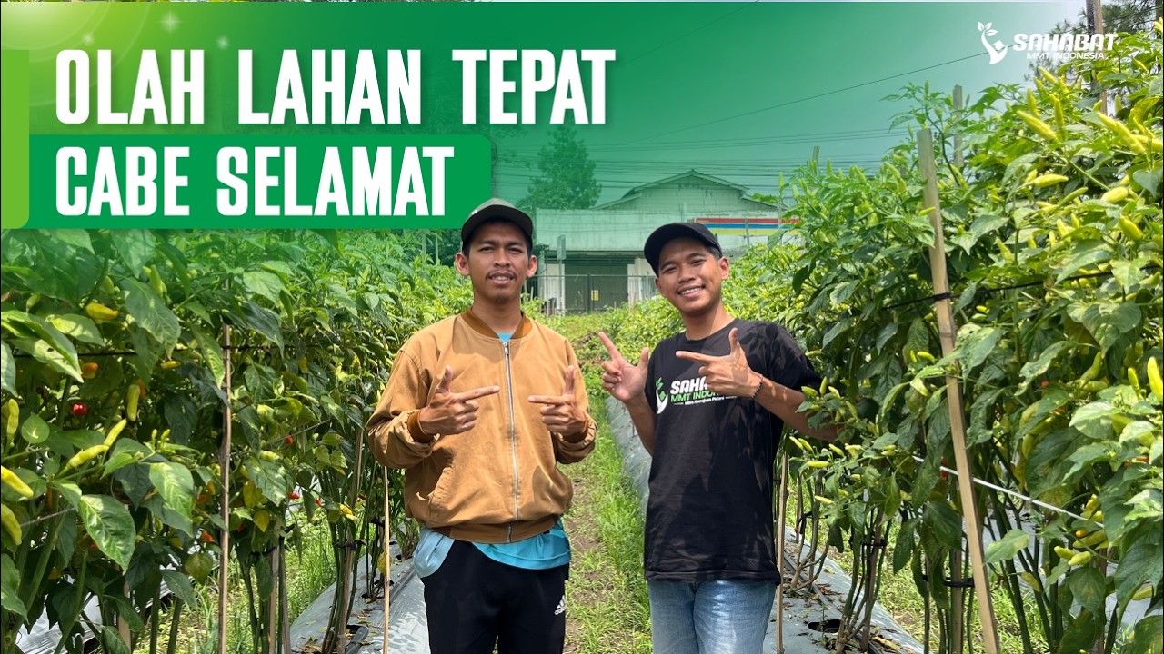 JANGAN SALAH LANGKAH! TEKNIK PERSIAPAN LAHAN CABE MUSIM HUJAN ANTI LAYU & BUSUK BATANG