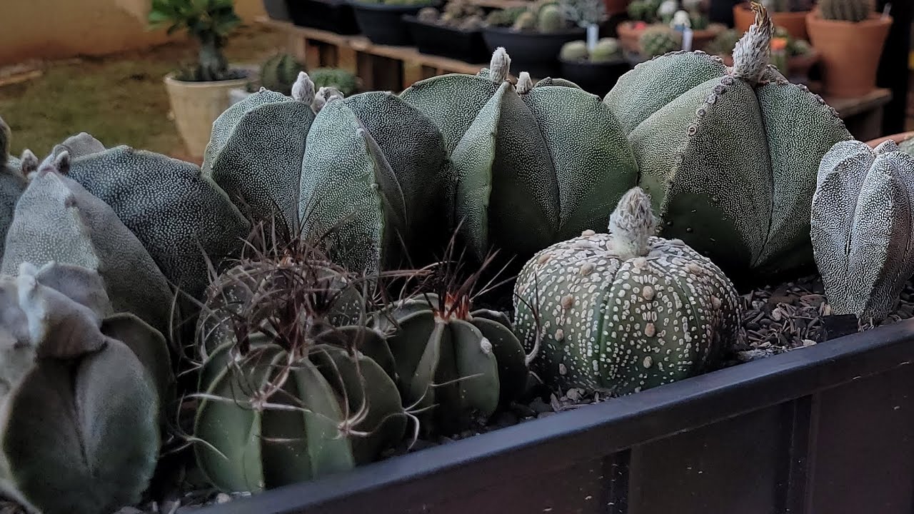 COMO GERMINAR CACTOS. TOUR PELO JARDIM!! 💚🌵