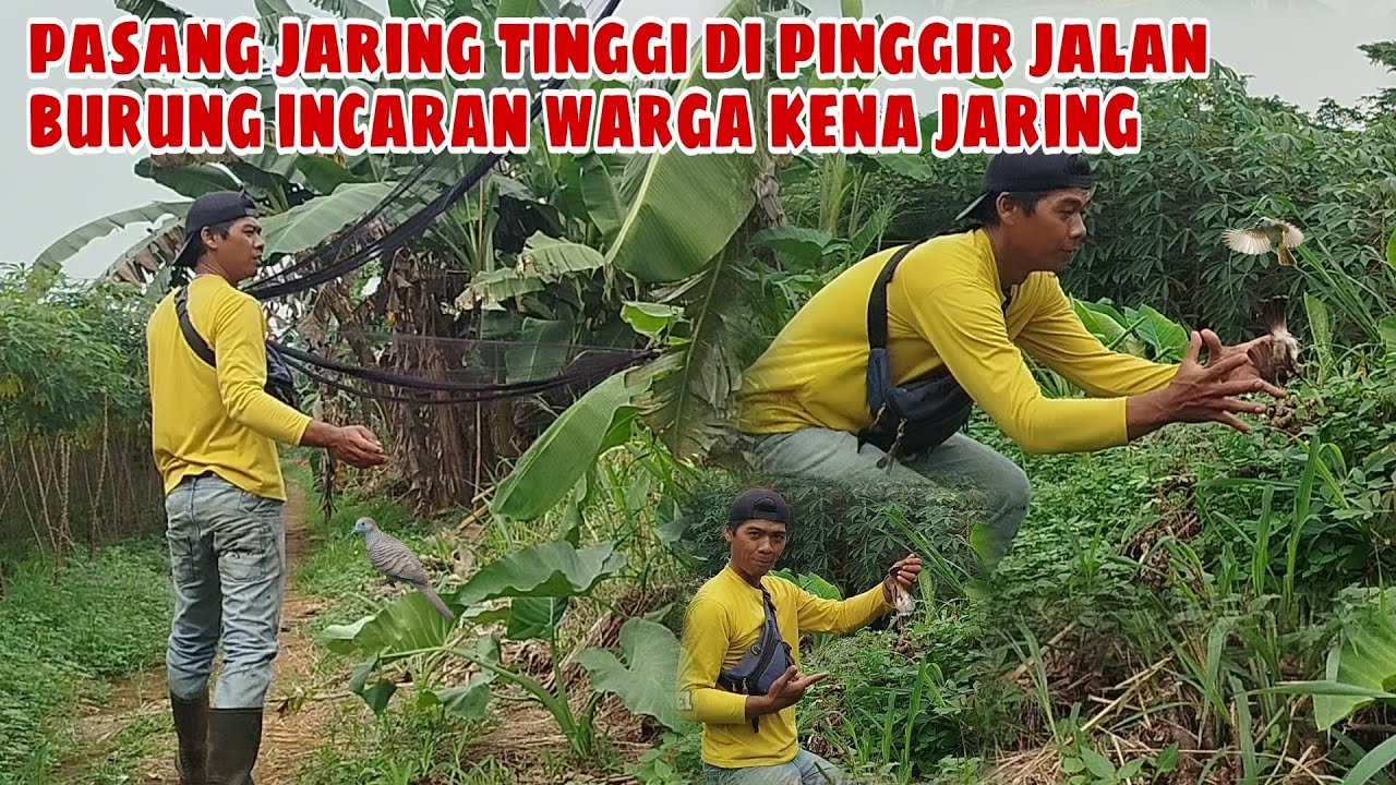 Pasang jaring tinggi di pinggir jalan burung incaran warga kena jaring