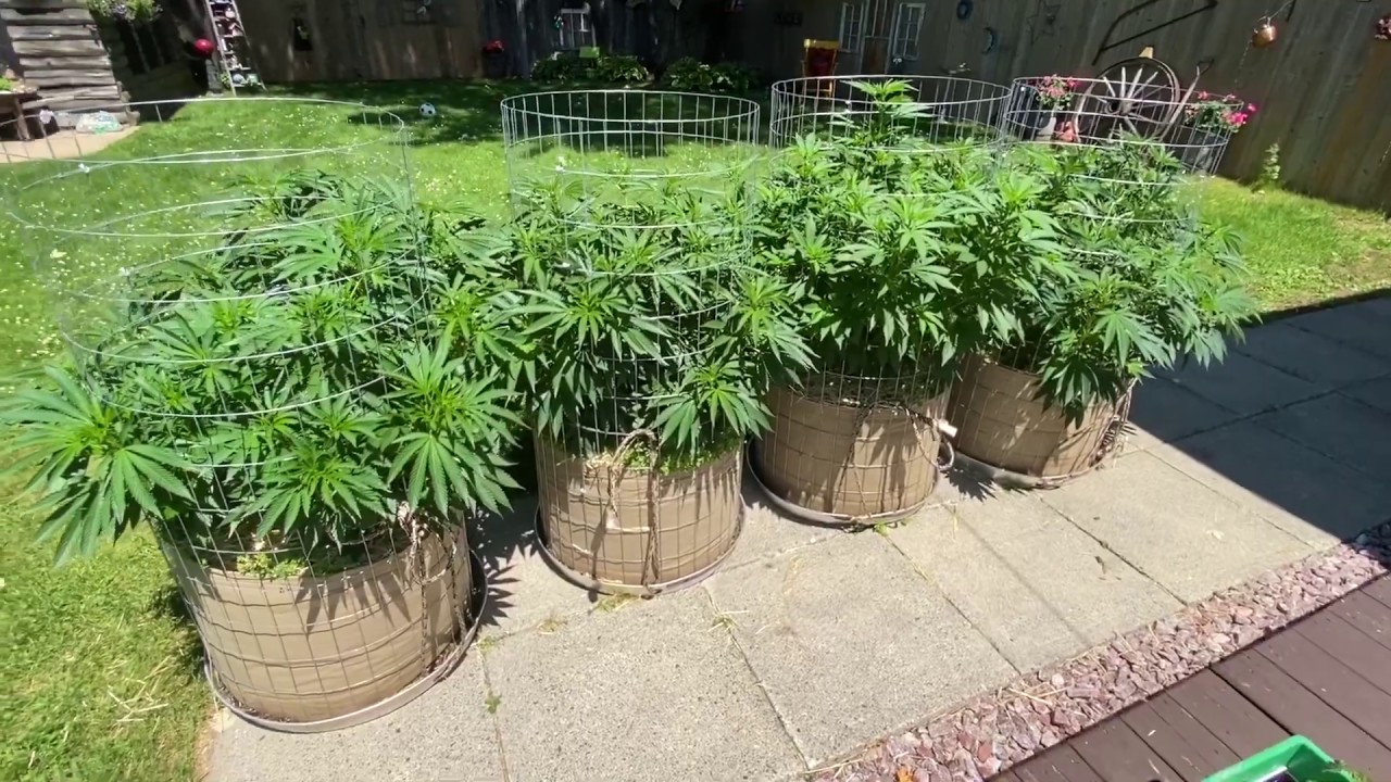 Training for big buds - harvest - indoor/ outdoor grow giveaway