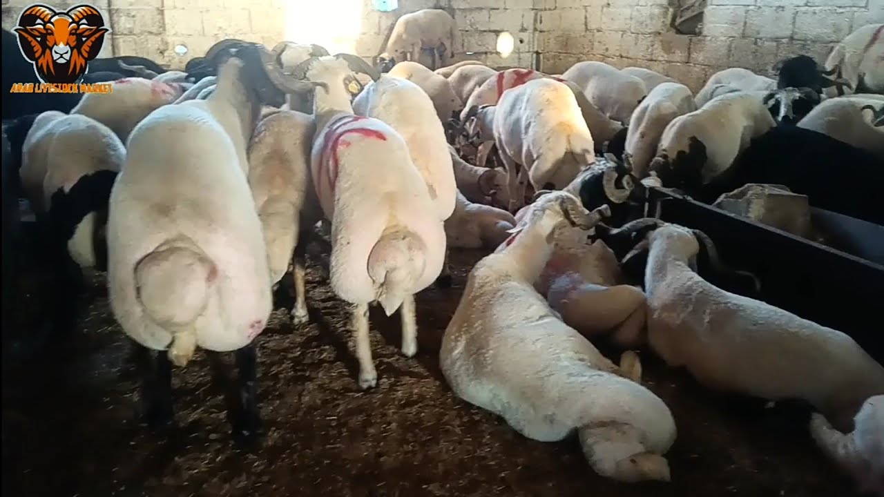 أضاحي العيد لحم فاخر (سوريا-تركيا) والأسعار طيبة شاهد بداية المشوار لنهايته حبينا نصورلكم من البداية