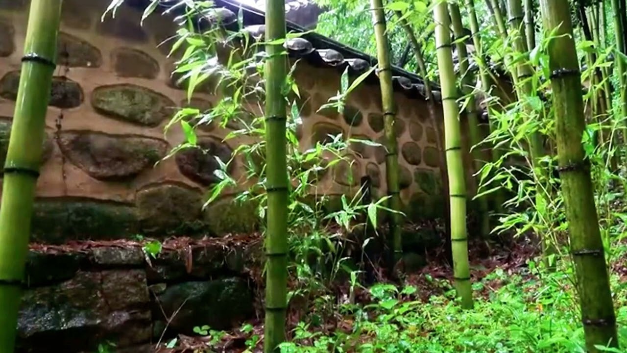 【White Noise】The sound of rain in the dense bamboo forest, fall asleep among the sounds of nature