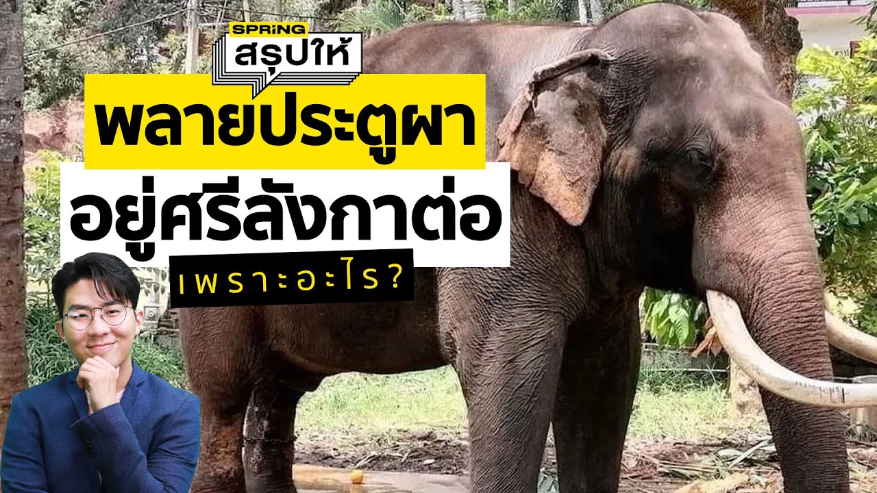 พลายประตูผา กลับไทยไม่ได้เพราะอะไร ช้างทูตสันถวไมตรีที่ยังอยู่ศรีลังกา l SPRiNGสรุปให้