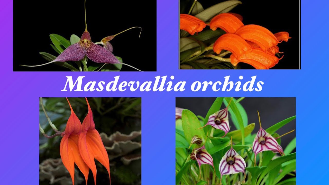Масдеваллии в моей коллекции!Обзор!Masdevallia orchids 02.2022.