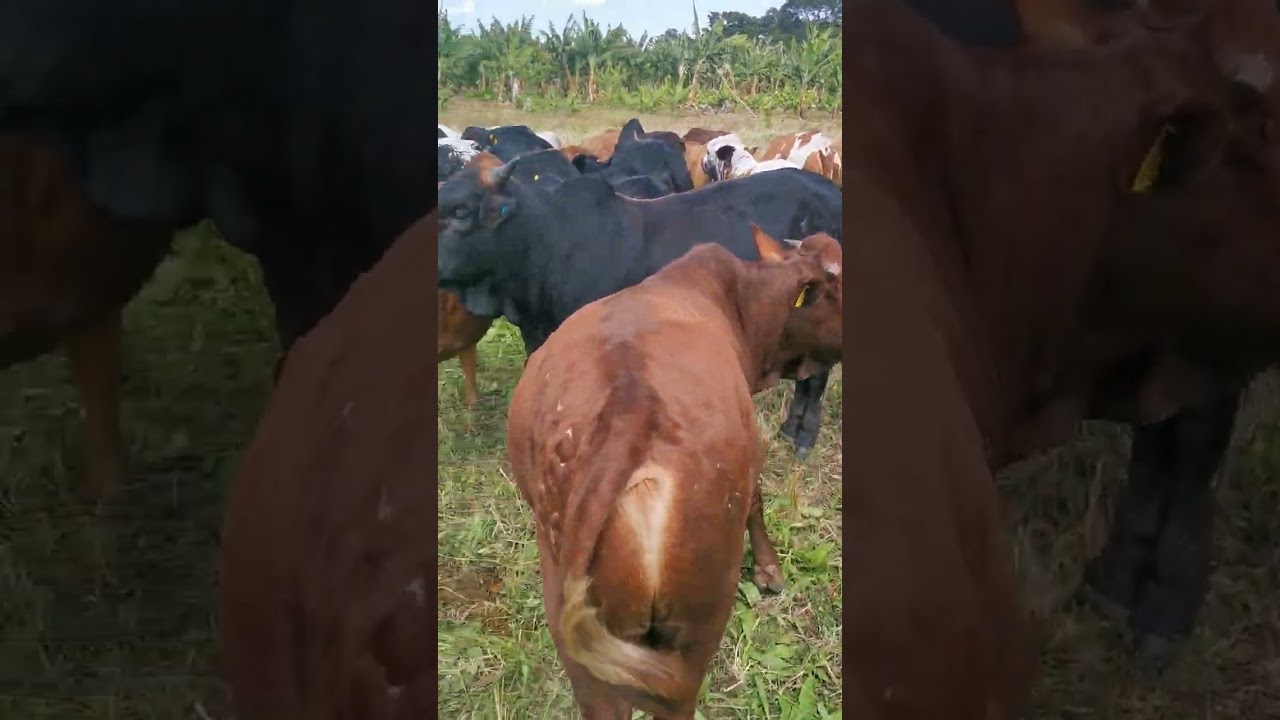 Bull herd grazes Lucerne & Chicory as a supplement to Veld grazing.