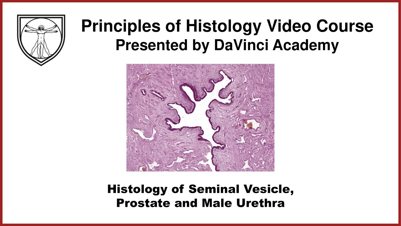Histology of Seminal Vesicle, Prostate, and Male Urethra [Male Reproductive Histology Part 4 of 4]