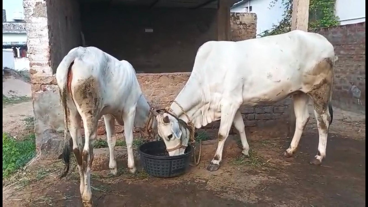 Way2Moksha Cow Seva (Gau Seva) and Snake Seva