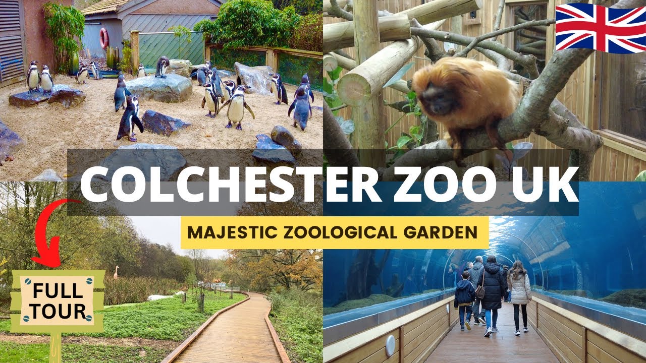 COLCHESTER ZOO Walking Tour - England! One of the BEST Zoos to Visit in the UK | 4K