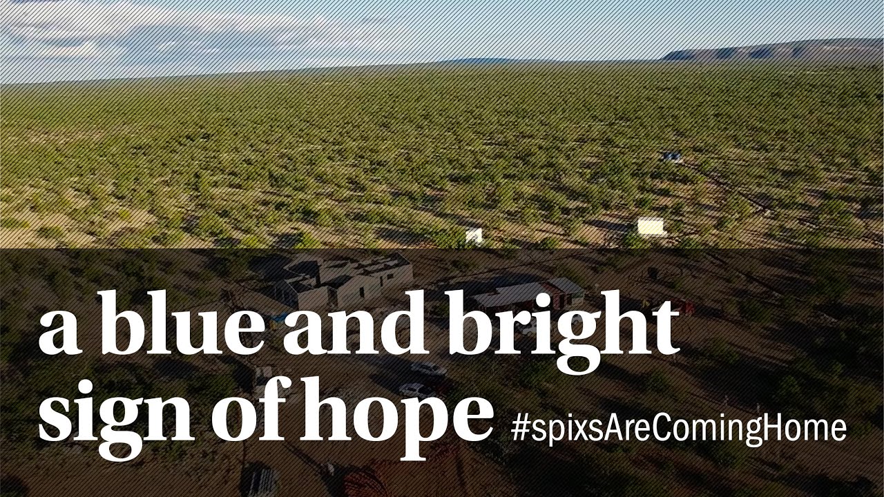 Spix's Macaw &ndash; a blue and bright sign of hope #spixsAreComingHome