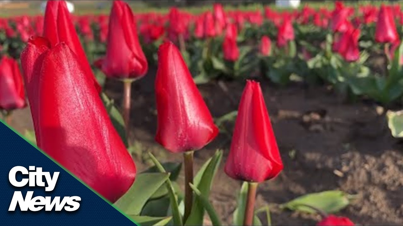 Flower farms blooming across the Greater Toronto Area