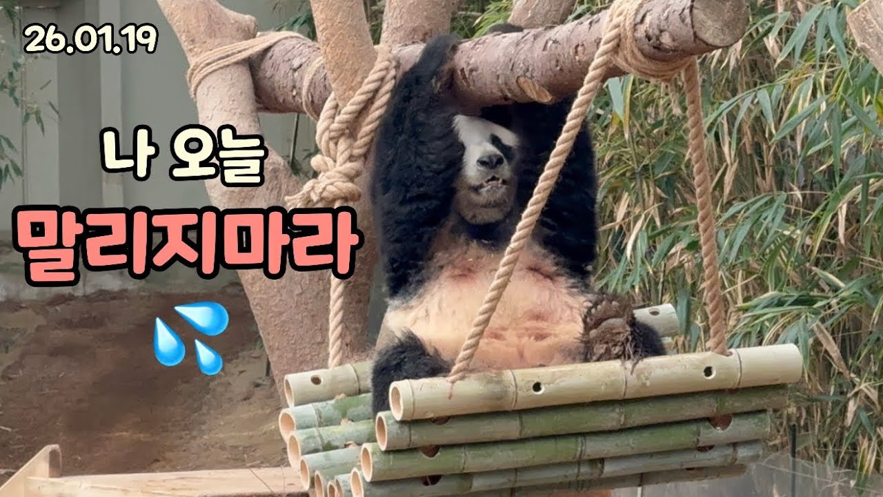 26.01.19 대나무를 엎고 뛰고🫢 처음보는 사랑이의 모습🤔
