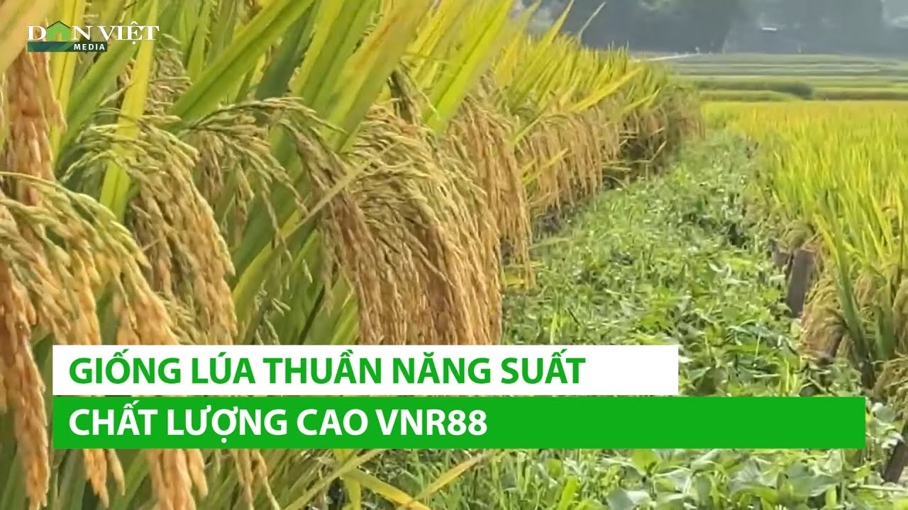 Giống lúa thuần năng suất chất lượng cao VNR88