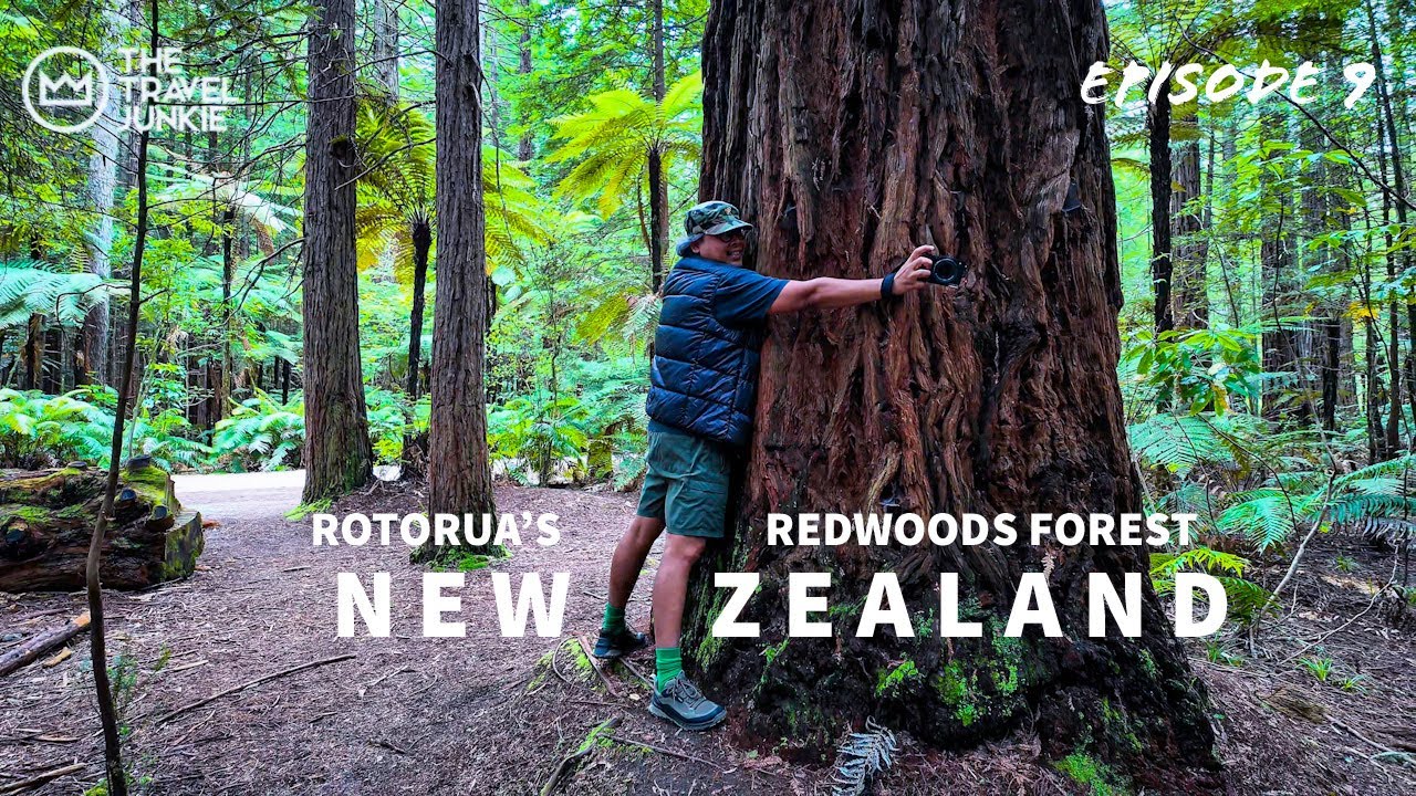 ROTORUA’S REDWOODS WHAKAREWAREWA FOREST WALK | NEW ZEALAND WALKING TOUR | NORTH ISLAND ROADTRIP 4K