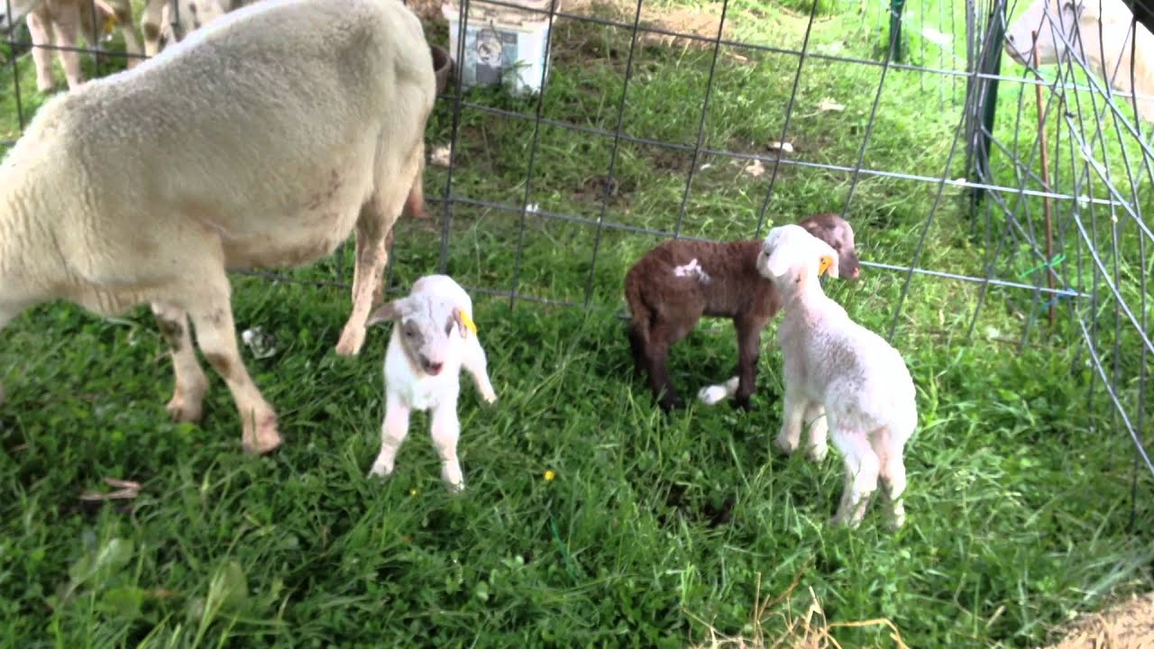 Fern Valley Farm Triplets!