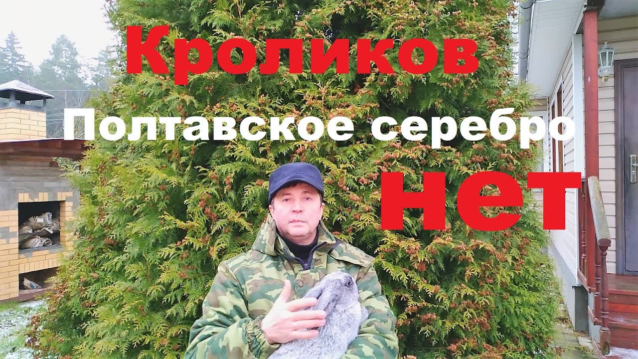 Породы Полтавское серебро нет? Разведение кроликов в домашних условиях