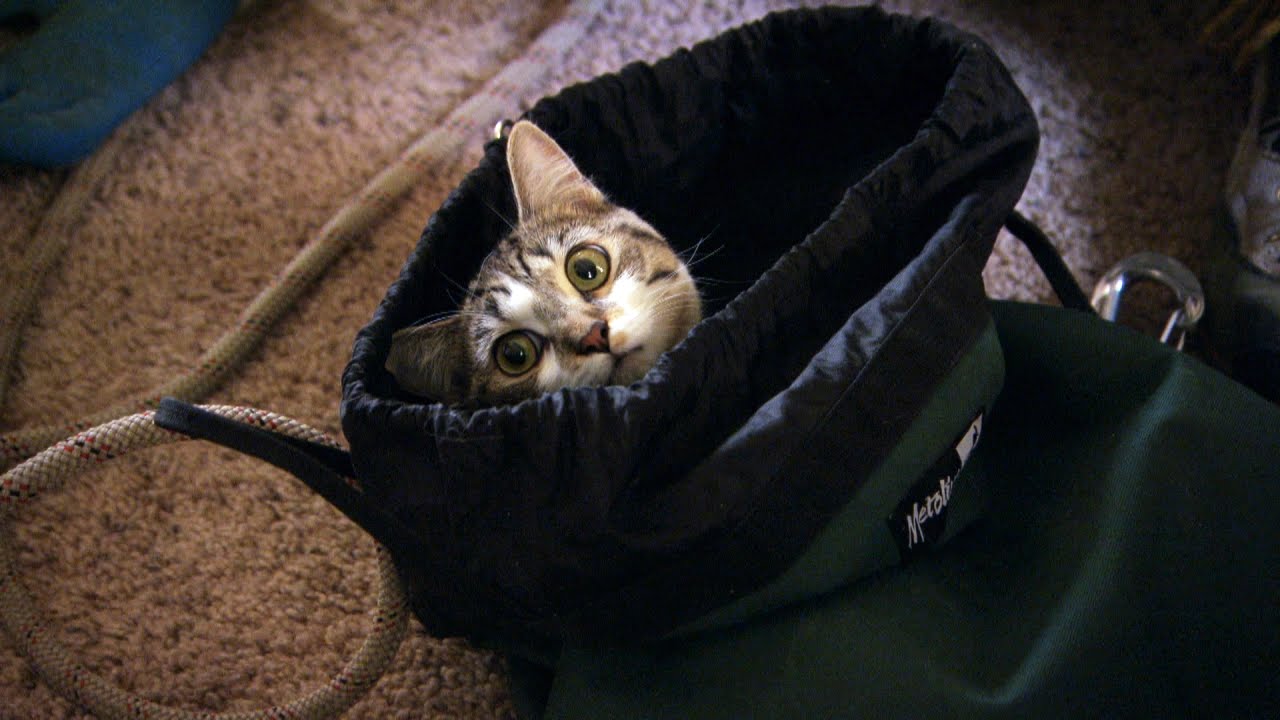 This Rescue is No Piece of Cake