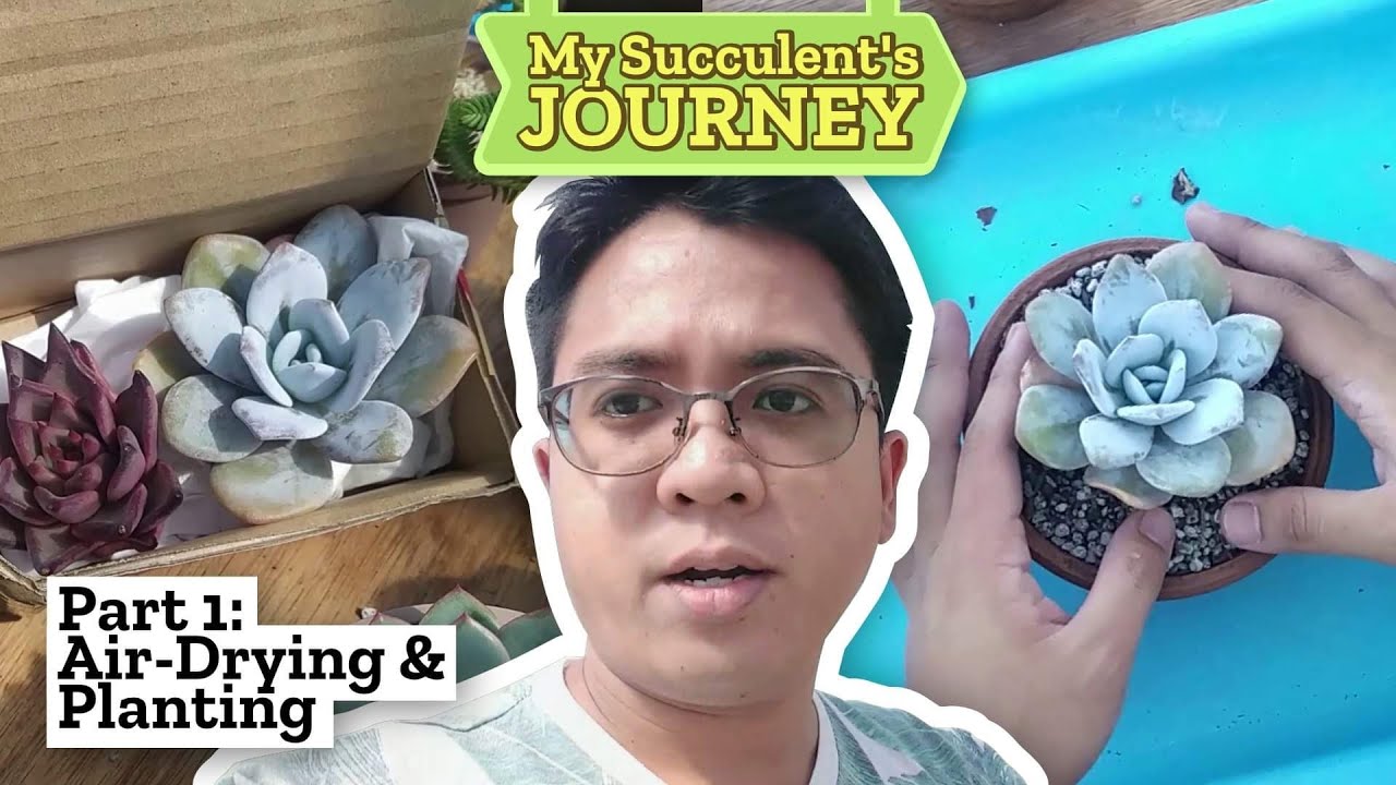 How to Care for NEWLY BOUGHT Succulents - Journey pt. 1: Air-Drying & Planting 📦➡️🌵