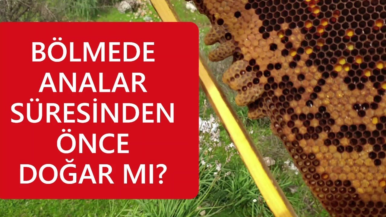 14. GÜNDE ANALAR DOĞMADI! 5. GÜN KAPANAN YÜKSÜKLER BOZULMALI MI?