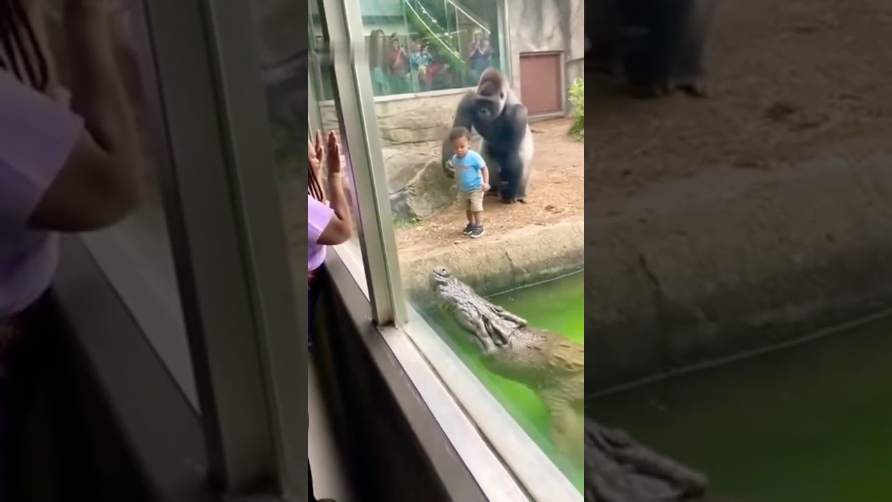 Невероятно! 🦍 Горилла спасает малыша от крокодила в зоопарке 😱 | Героический поступок в реальной ...