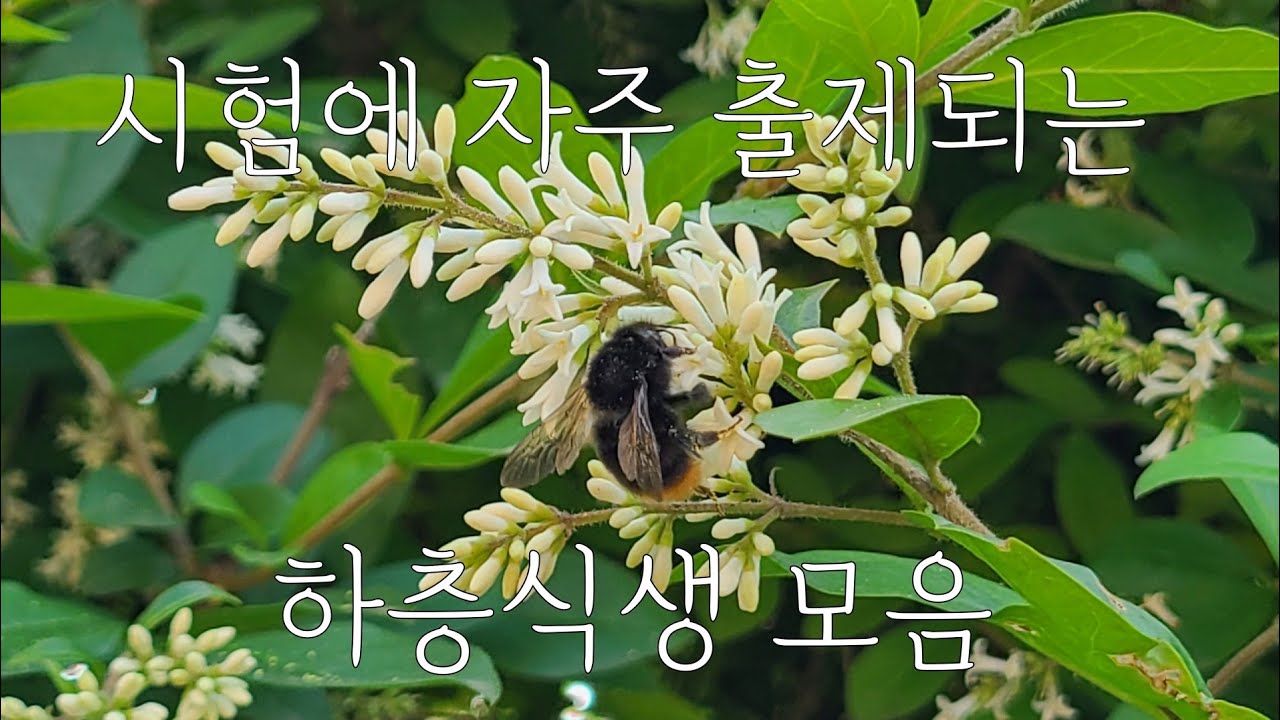 이거는 꼭 맞혀야 해! 시험에 단골로 출제되는 하층식생, 국수나무와 사위질빵이 헷갈리는 분들을 위한 비교 영상도 확인하세요! 쥐똥나무, 서양측백나무, 아까시나무, 밤나무, 팥배나무