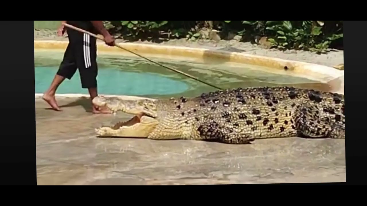 Crocodile Adventure Land #explorelangkawi #adventure 