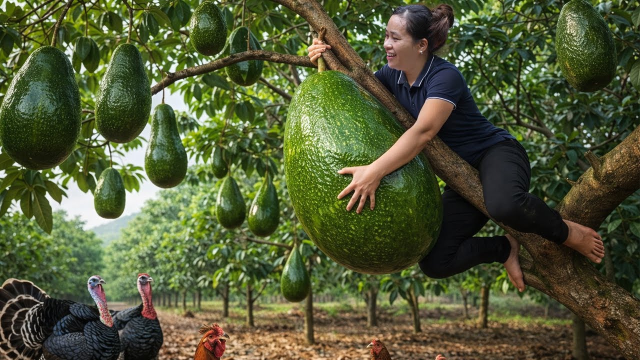 Harvesting Avocados Was Easy… Until I Ended Up in the Tree