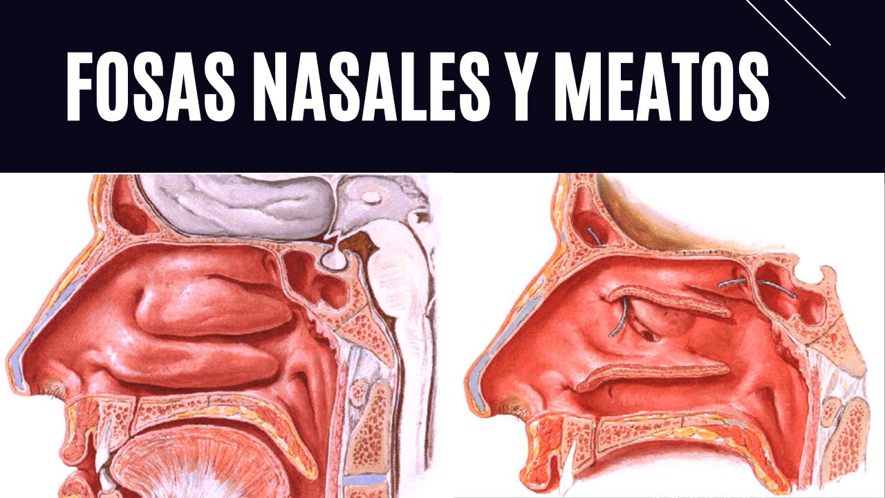 EXPLICACIÓN DE FOSAS NASALES Y MEATOS