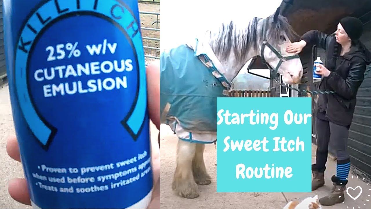 Start Treating Sweet Itch Early For Better Results | Ravers Mead