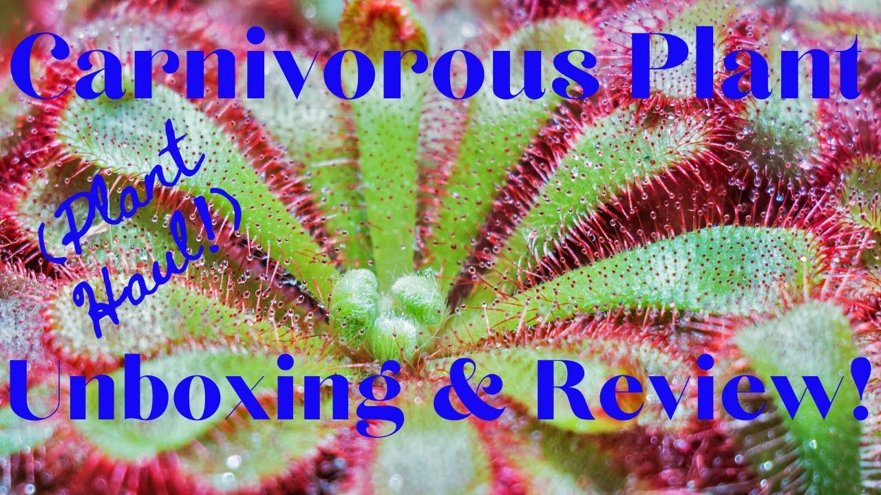 Houseplants ~ Carnivorous Plant Unboxing, Potting & Review From CuriousPlant.com!