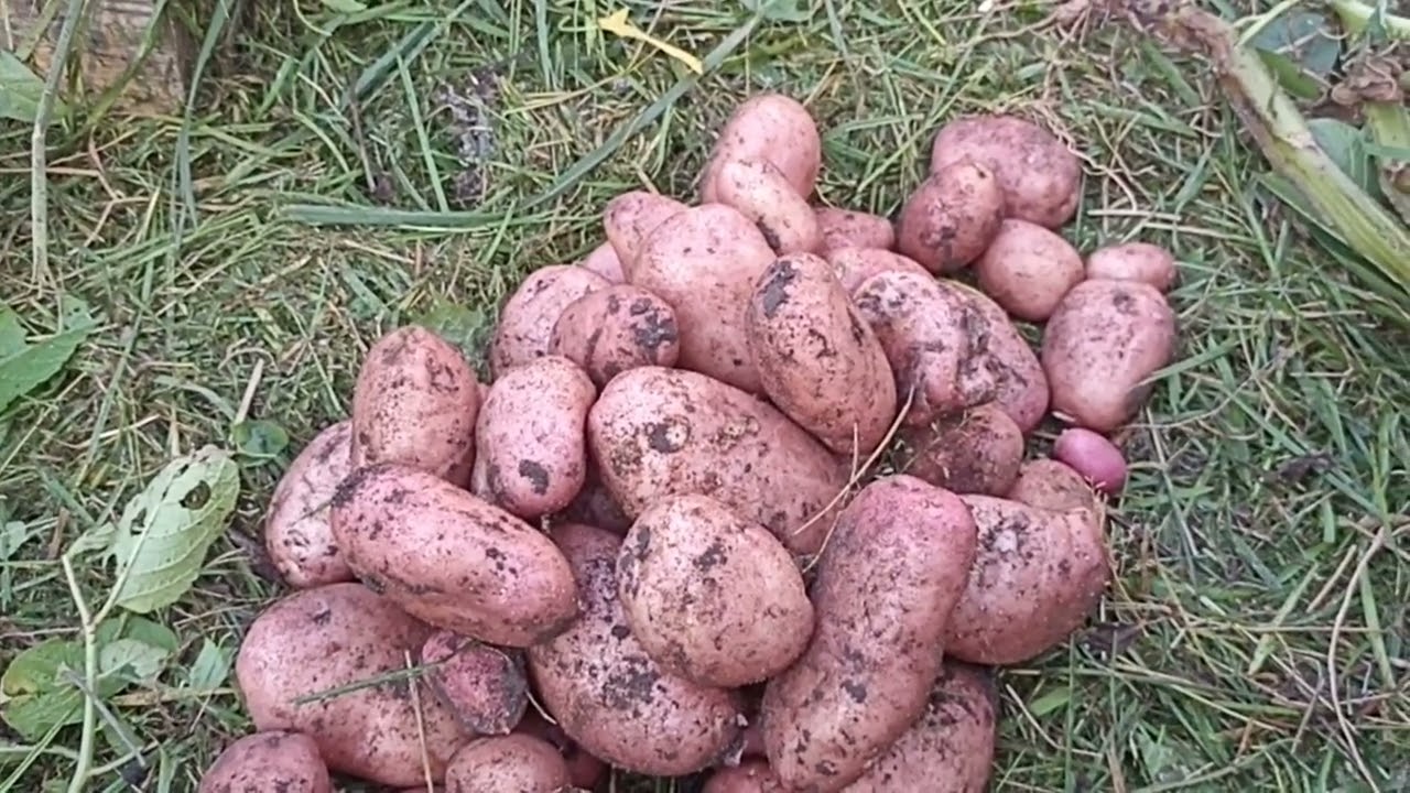 Вацап / мах  для каталога 89152458159 письменно