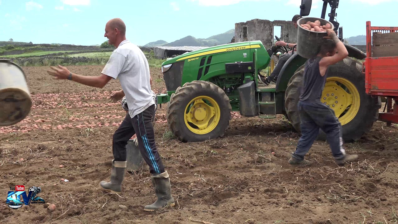 Recolha de Batata Propriedade Srº Miguel Estrela Vila de Rabo de Peixe 24 06 2020