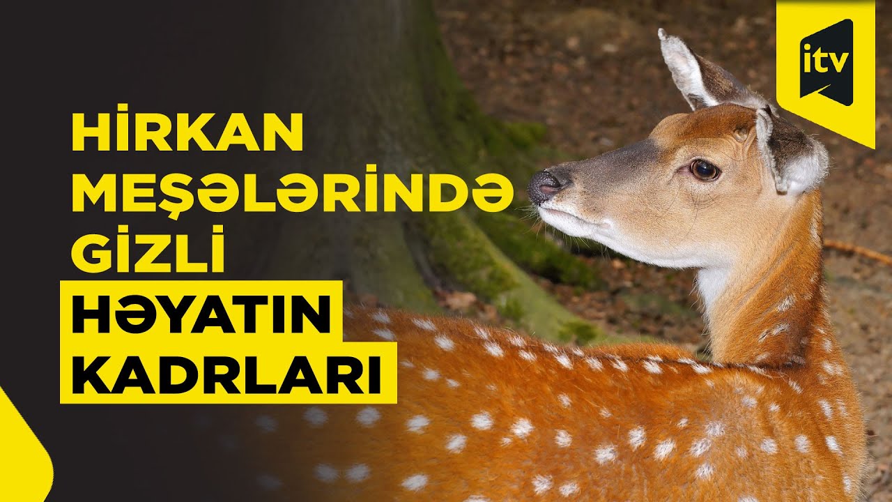 Hirkan meşələrinin gizli həyatı: fototələlər vəhşi faunanın sirlərini üzə çıxarır