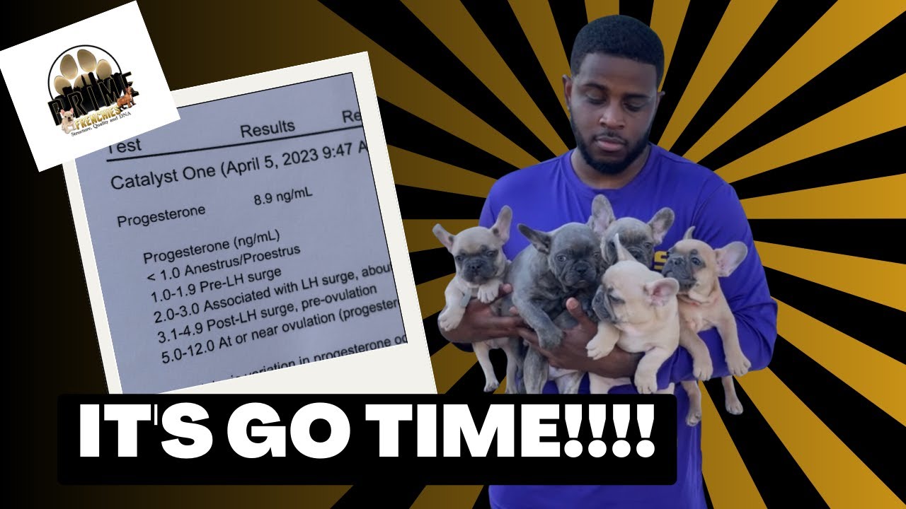 Breeding Frenchies for the 2nd time | How To Progesterone Test and Save Money