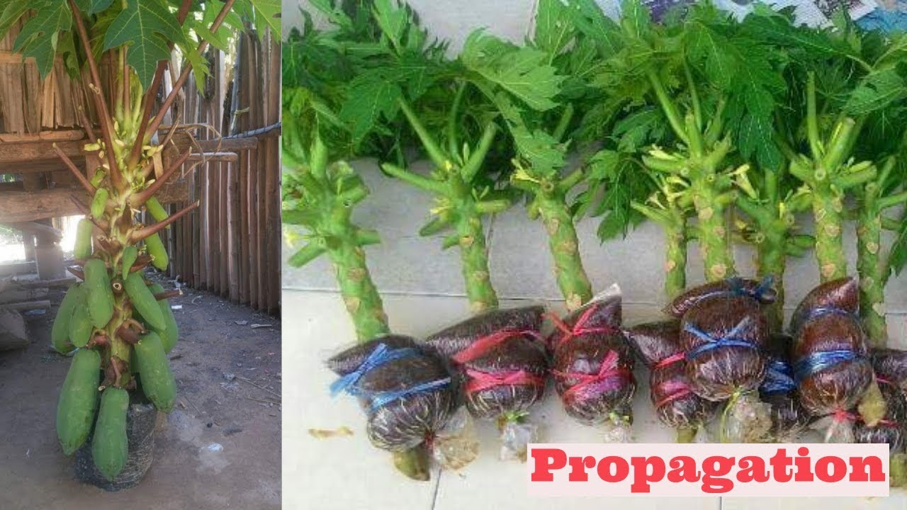 papaya air layering propagation video using cocopeat 100%