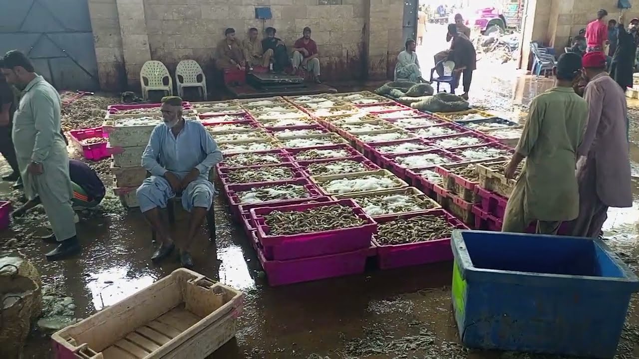 Pakistan karachi fishri prawns update fish market 