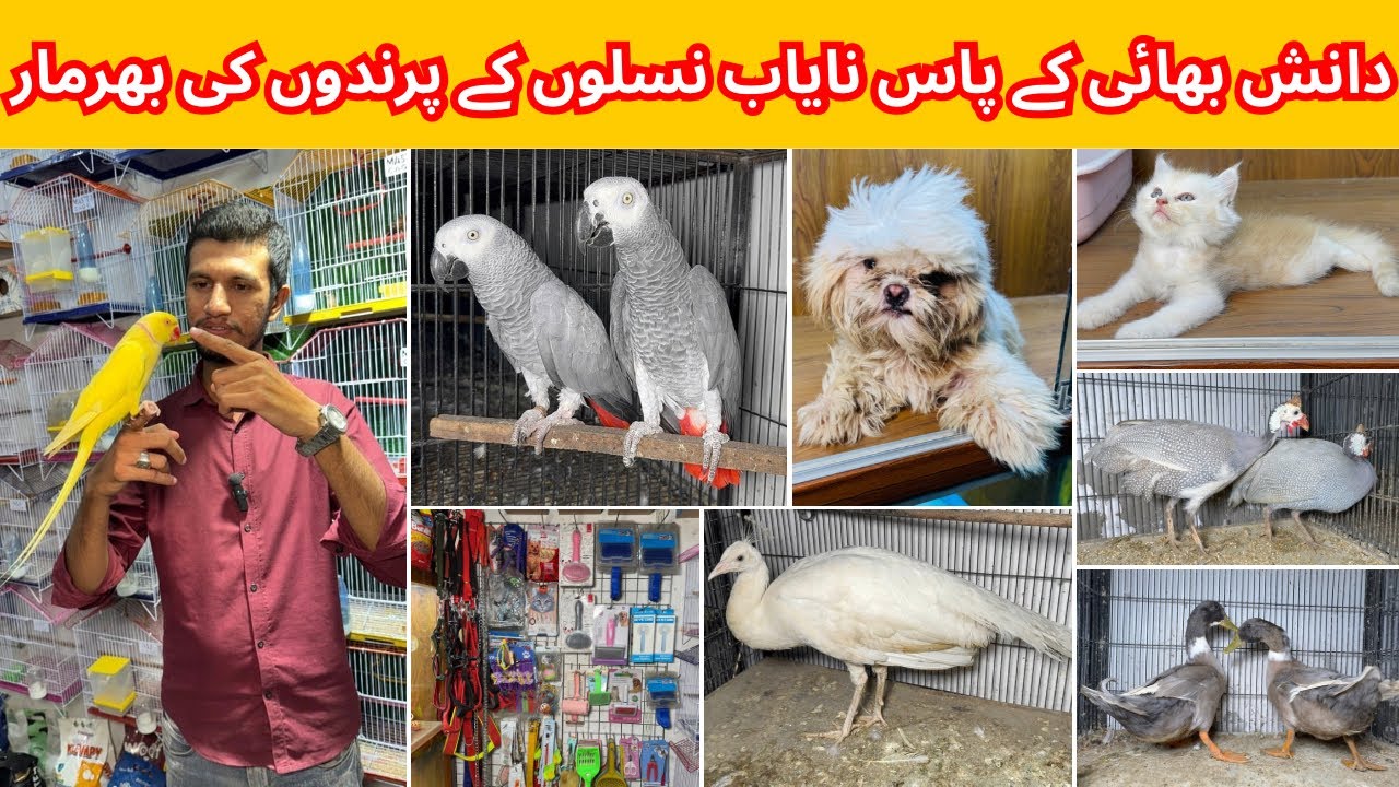 Multan Birds Market Rashadabad Madni Birds Shop Latest Update 12 September 2025 