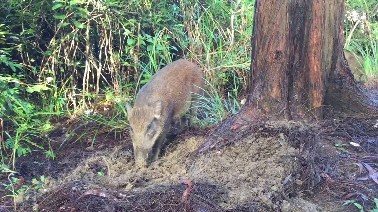 Young wild boars dig up wet ground