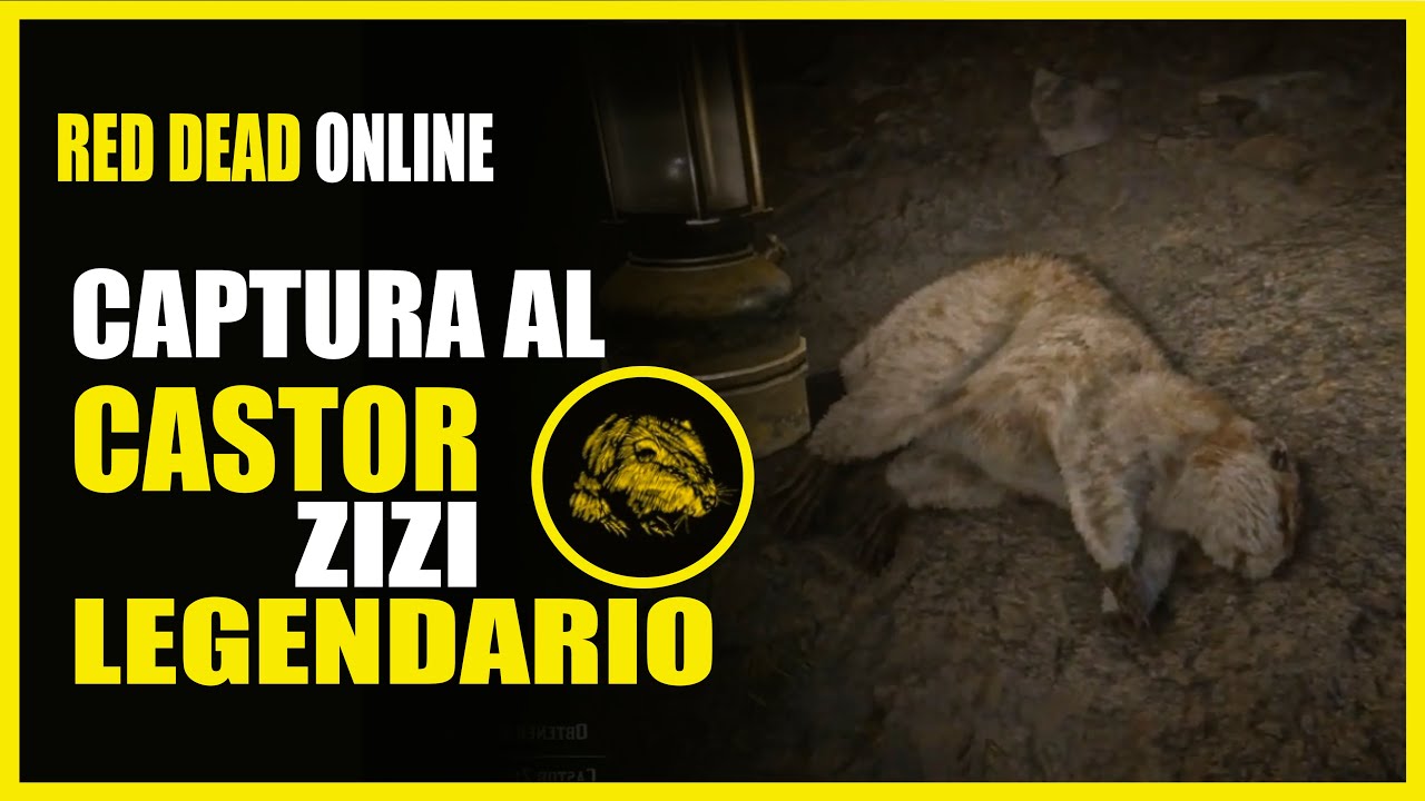 🔴 Donde cazar CASTOR Zizi LEGENDARIO ( ANIMAL LEGENDARIO ONLINE ) LOCALIZACI&Oacute;N EN RED DEAD ONLINE