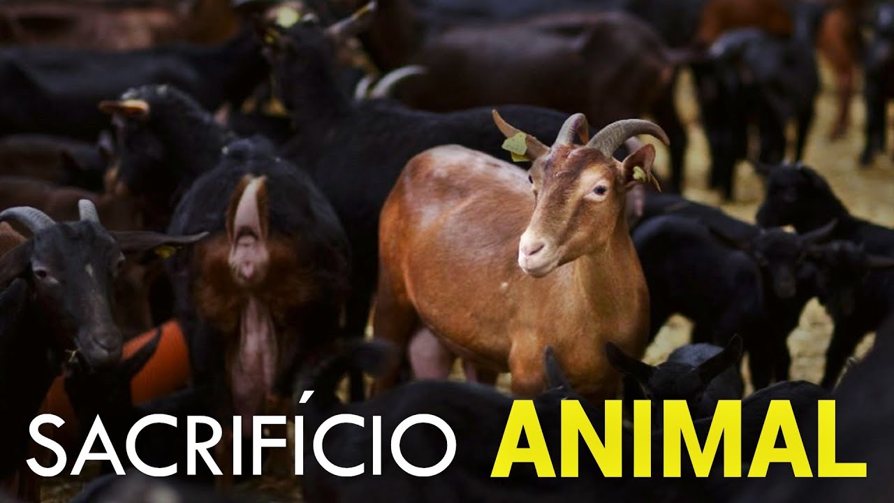 SACRIFICIO ANIMAL RELIGIOSO - Programa Universus #51