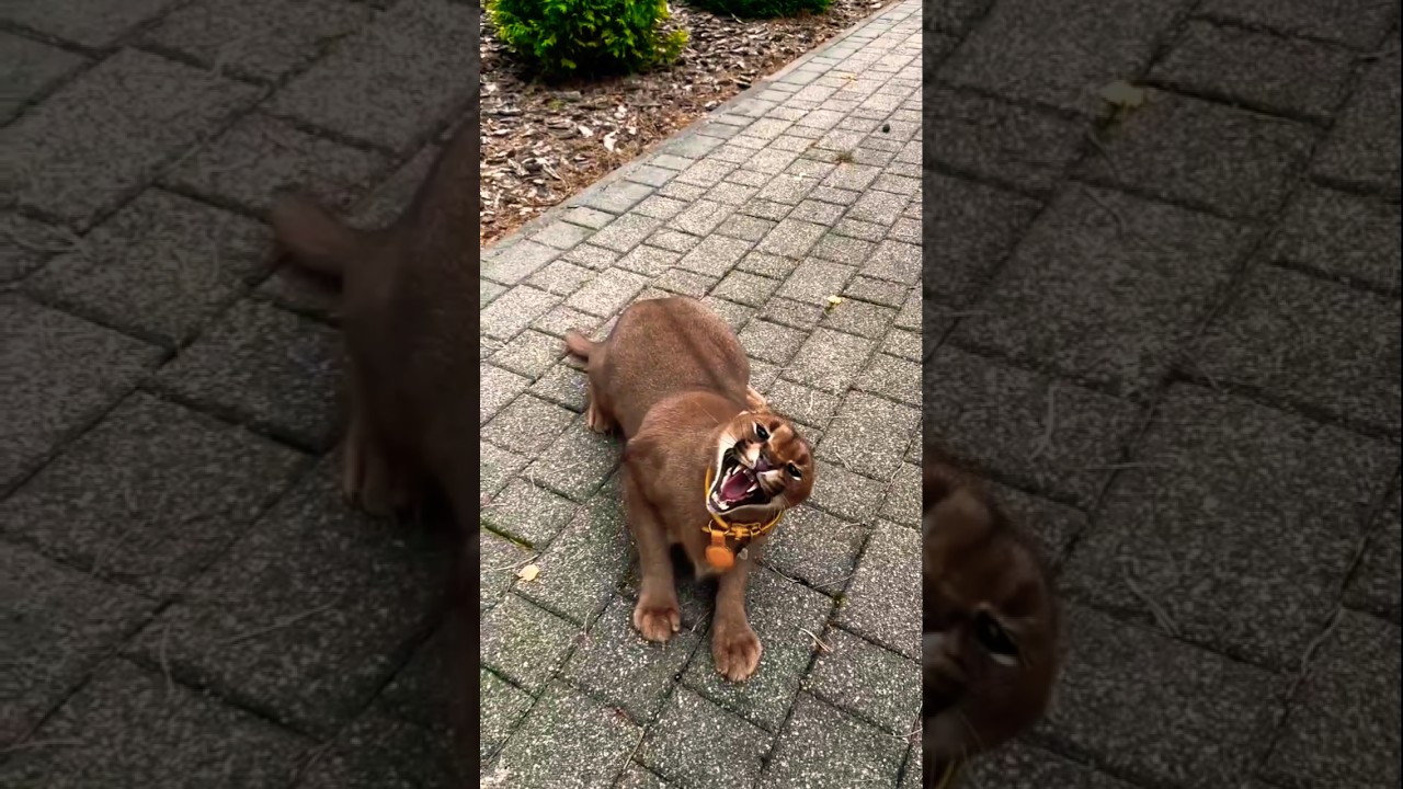 Puma aggressive || Puma attack #shorts #trending #puma #animals