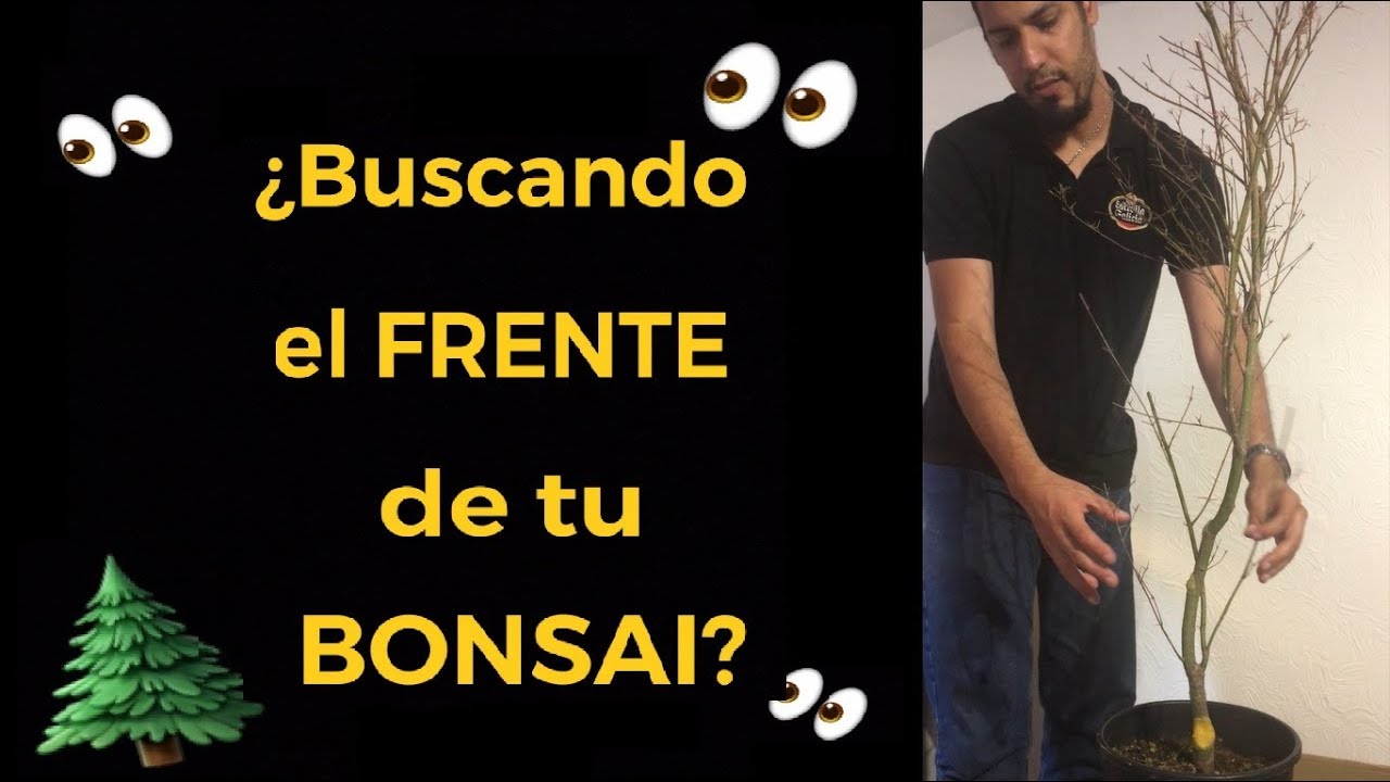 Designar el FRENTE de tu BONSAI