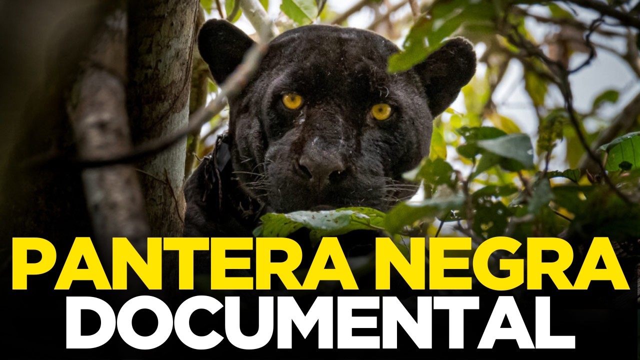 Pantera Negra | El Depredador Fantasma de la Selva | Reino Animal