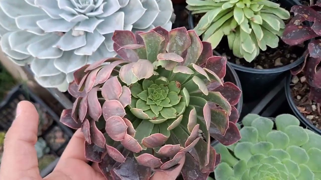 Catalogo HOY lunes 22 venta cactus y suculentas 