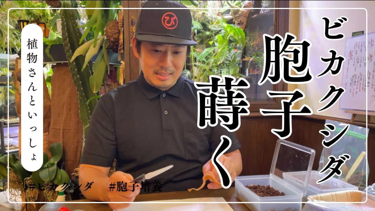ビカクシダ【植物お友達のBUTANICALさんから胞子を蒔いてみた♪】植物さんといっしょ♪＃ビカクシダ ＃胞子培養