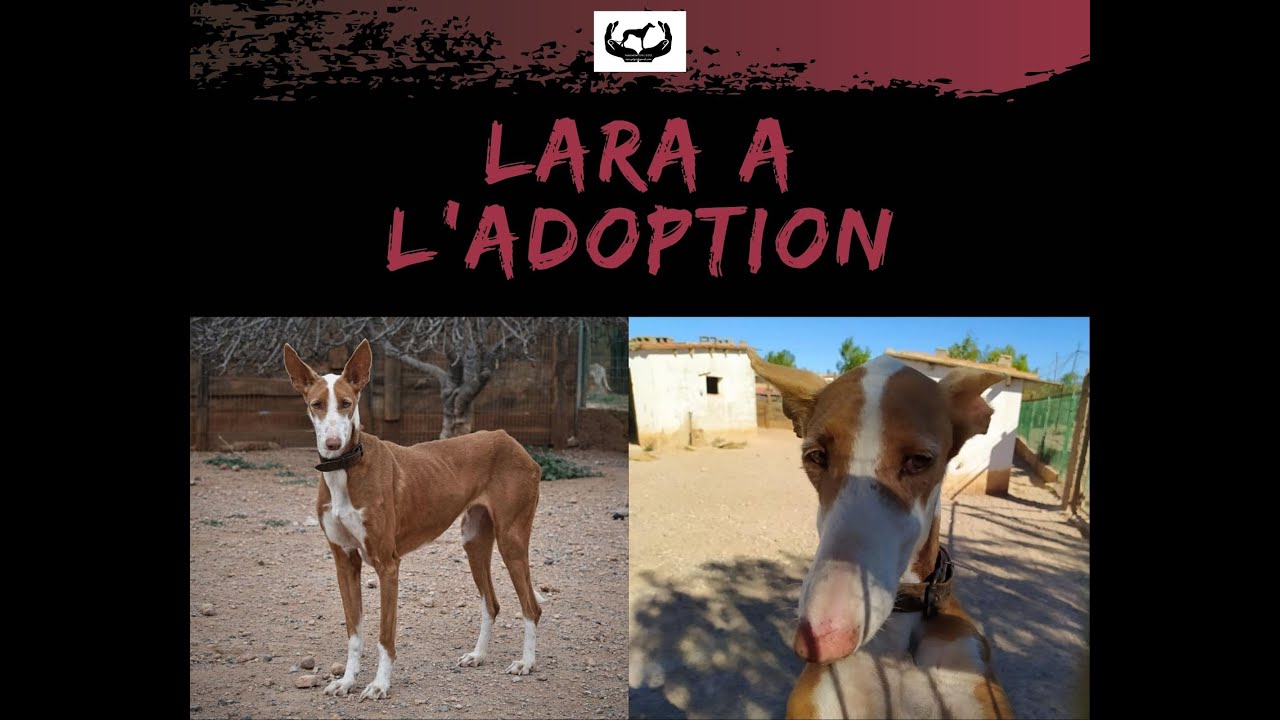 LARA (adopt&eacute;e en Espagne)