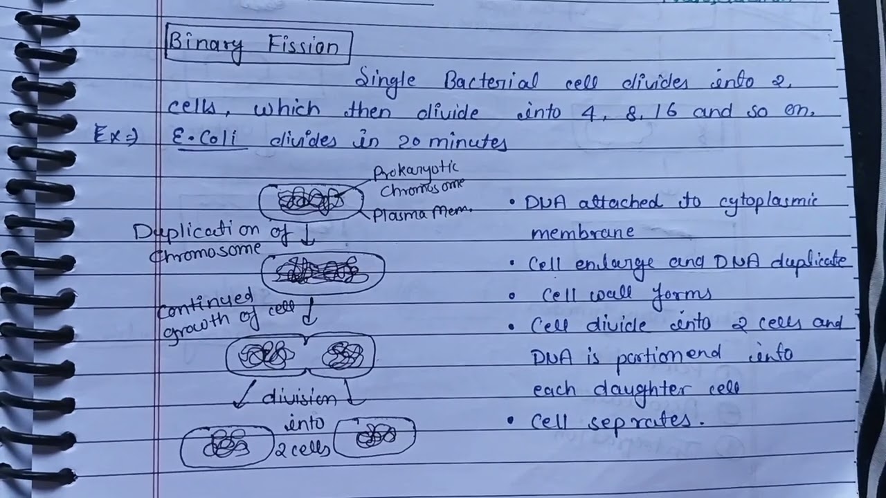 Asexual Reproduction in Bacteria ||Msc and Bsc Botany notes#handwrittennotes #botanynotes