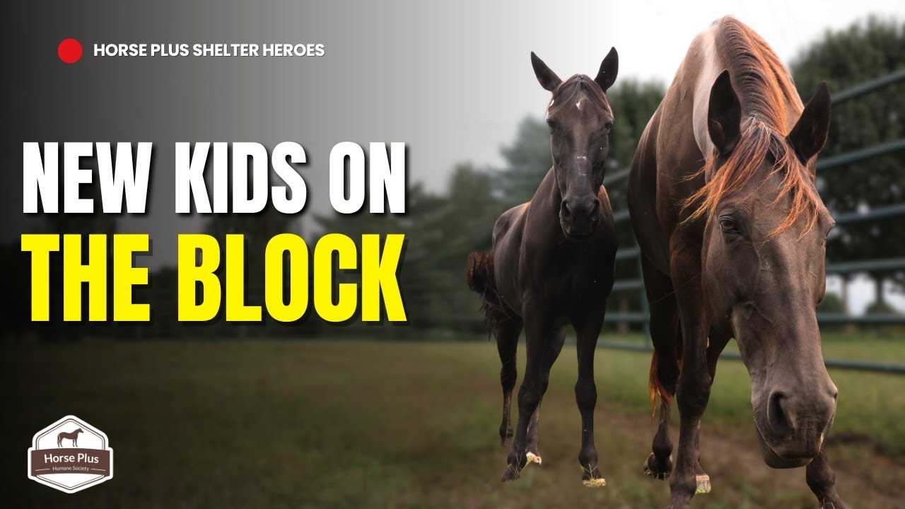 Two New Faces Joined the Herd!  | Horse Shelter Heroes - S6 E33