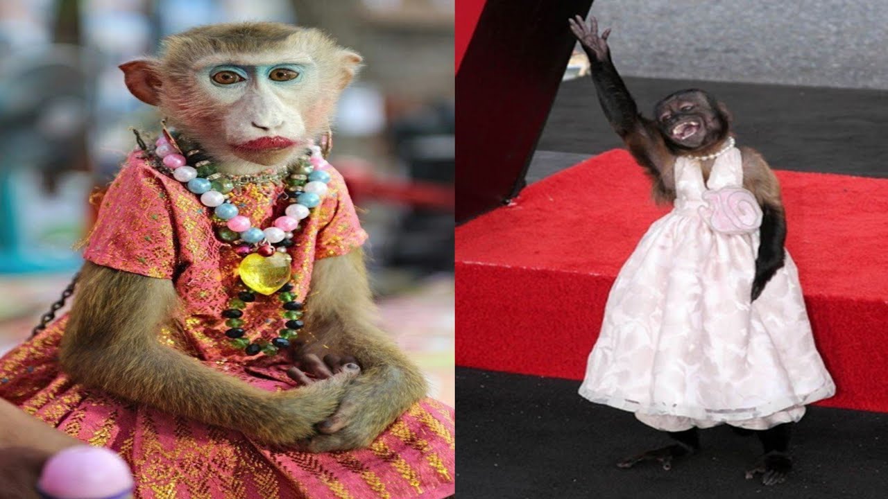 Baby monkey cute monkey Funny monkey Compilation monkey video  #3 aww animal