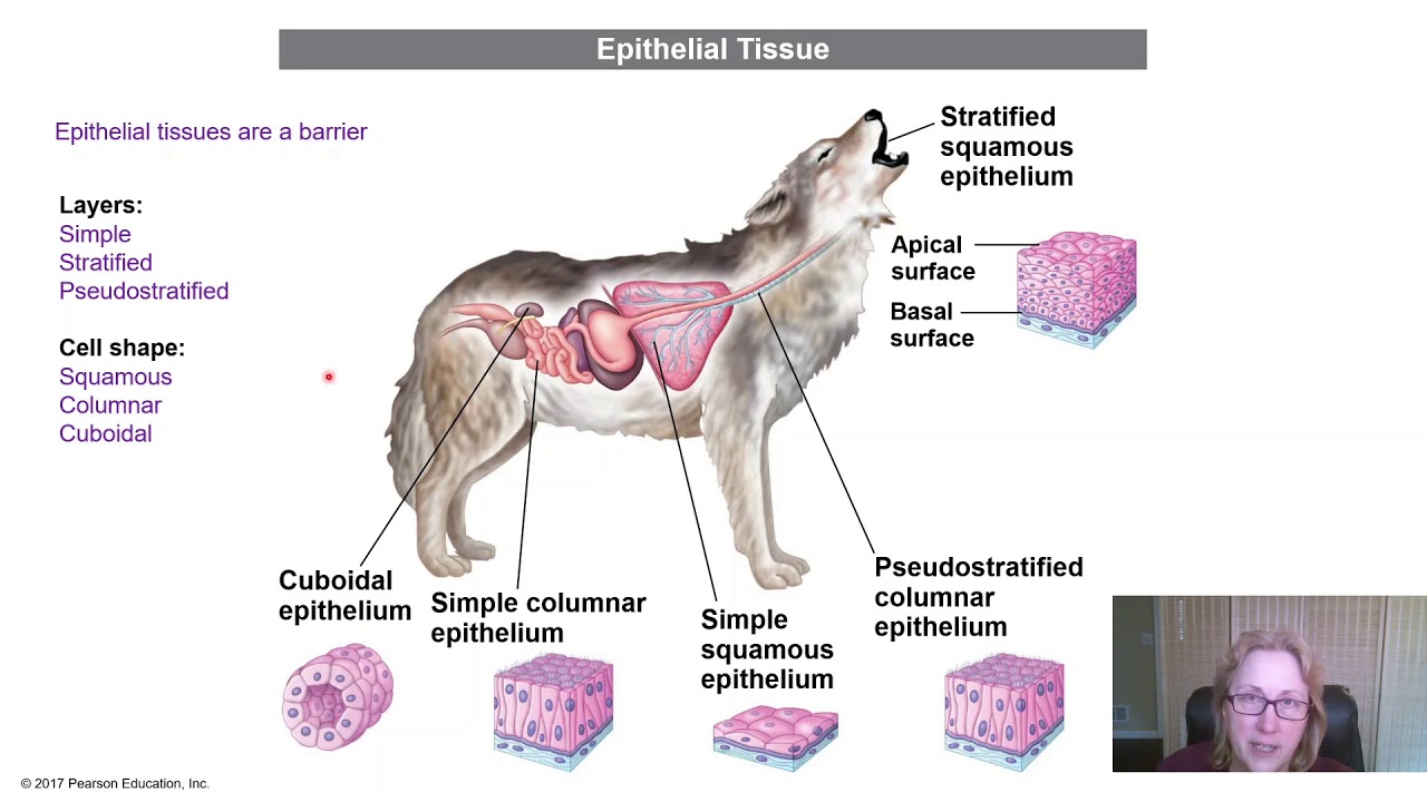 Animal Form and Function Part 1