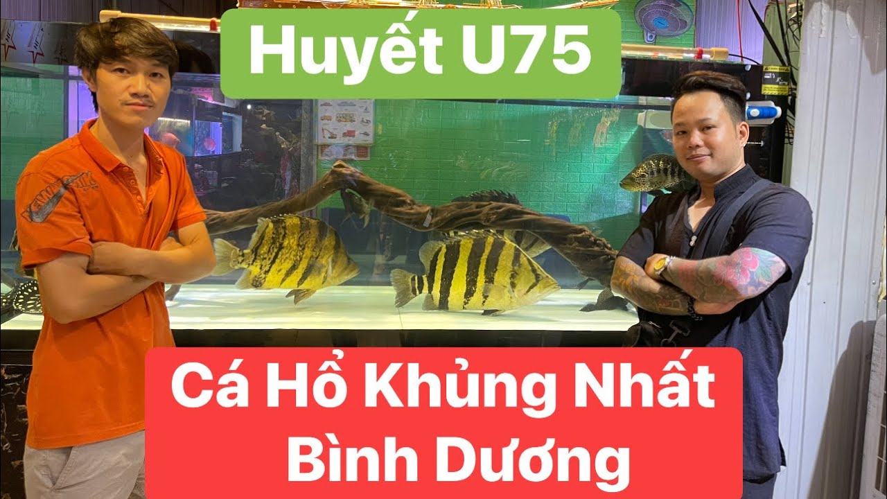 Review Bầy Cá Hổ Khủng Nhất Bình Dương | Huyết Long Khủng U75 | Lão Đại Săn Cá